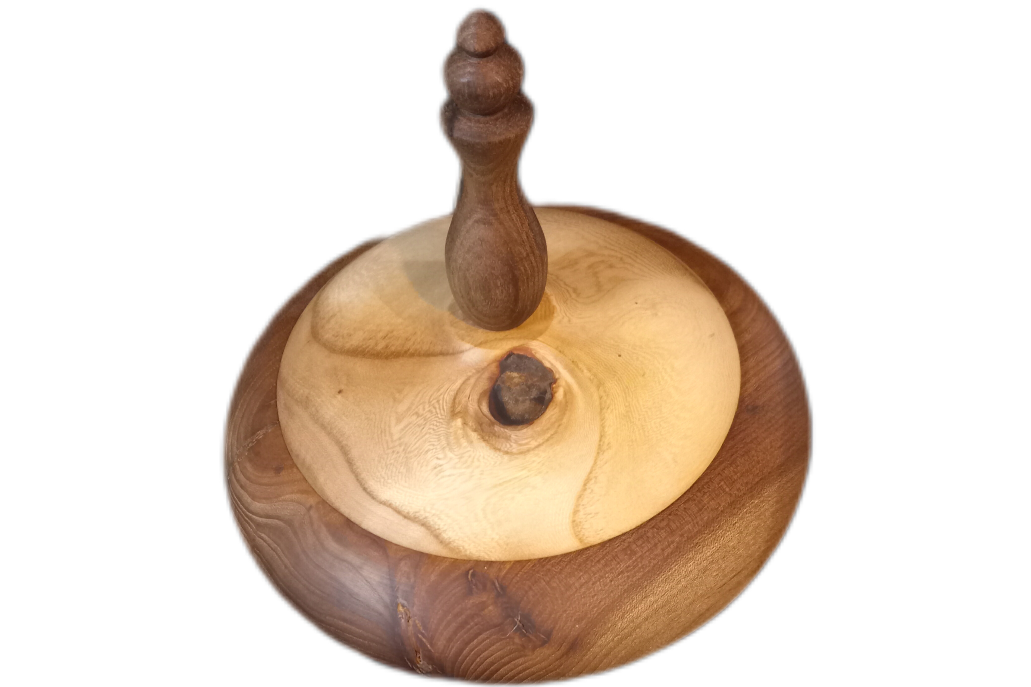 شکلات خوری چوب نارون